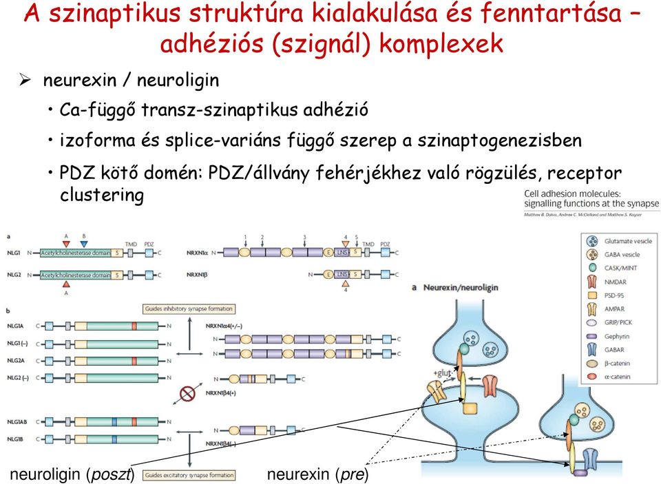 és splice-variáns függő szerep a szinaptogenezisben PDZ kötő domén: