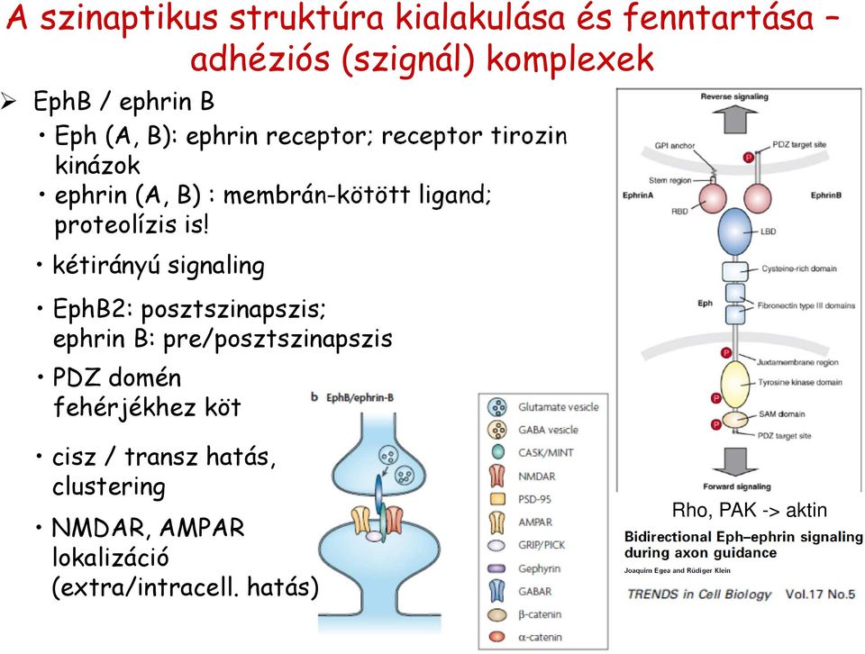 is! kétirányú signaling EphB2: posztszinapszis; ephrin B: pre/posztszinapszis PDZ domén fehérjékhez