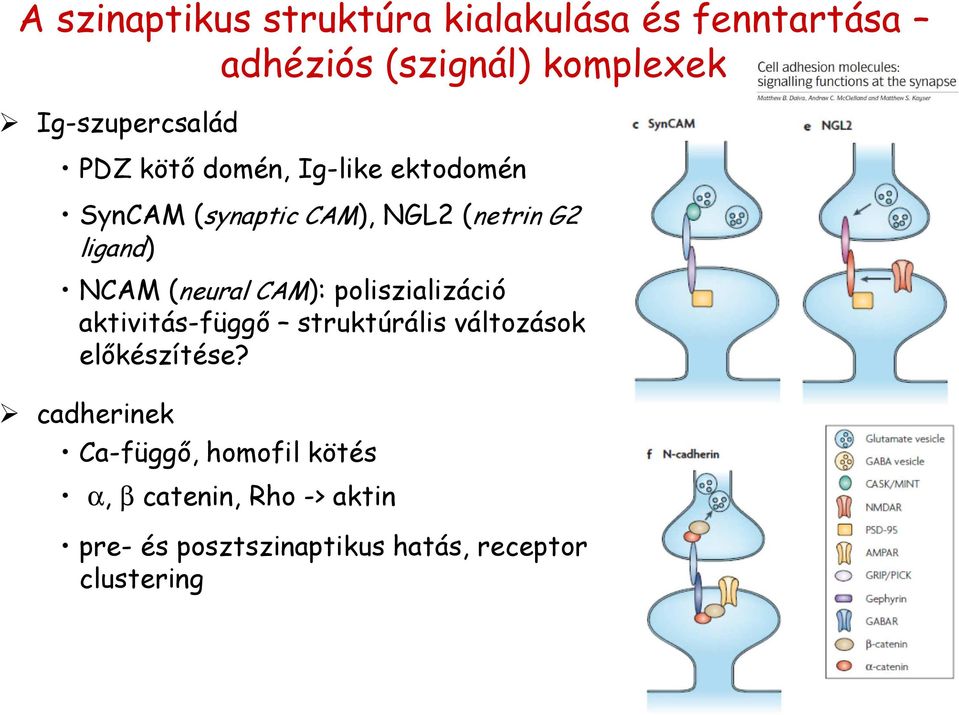 ligand) NCAM (neural CAM): poliszializáció aktivitás-függő struktúrális változások