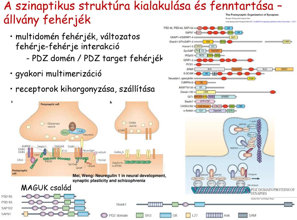 fehérjék gyakori multimerizáció receptorok kihorgonyzása, szállítása MAGUK