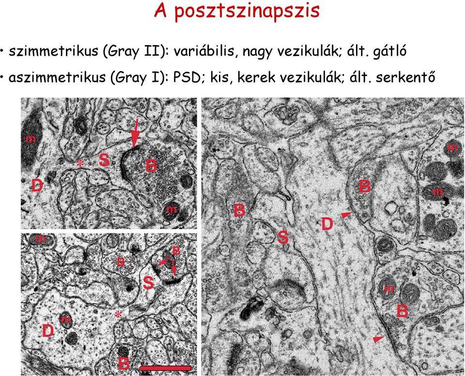 gátló aszimmetrikus (Gray I): PSD;