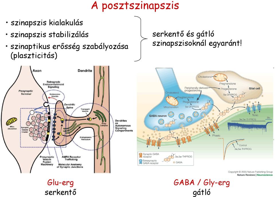 szabályozása (plaszticitás) serkentő és gátló