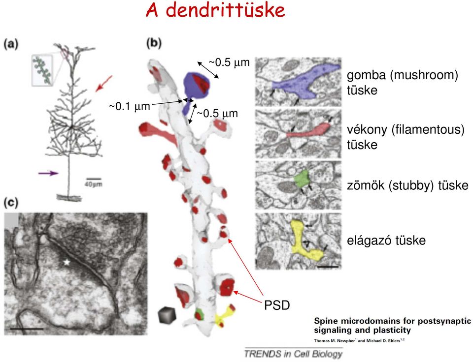 5 µm gomba (mushroom) tüske