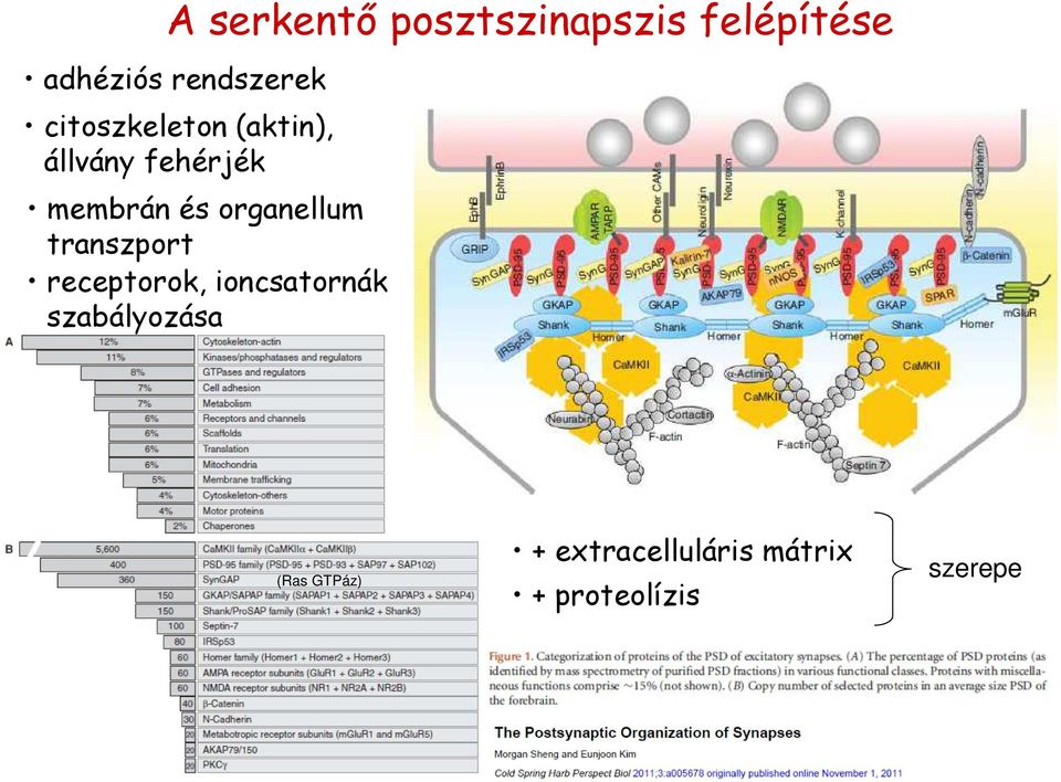 membrán és organellum transzport receptorok,