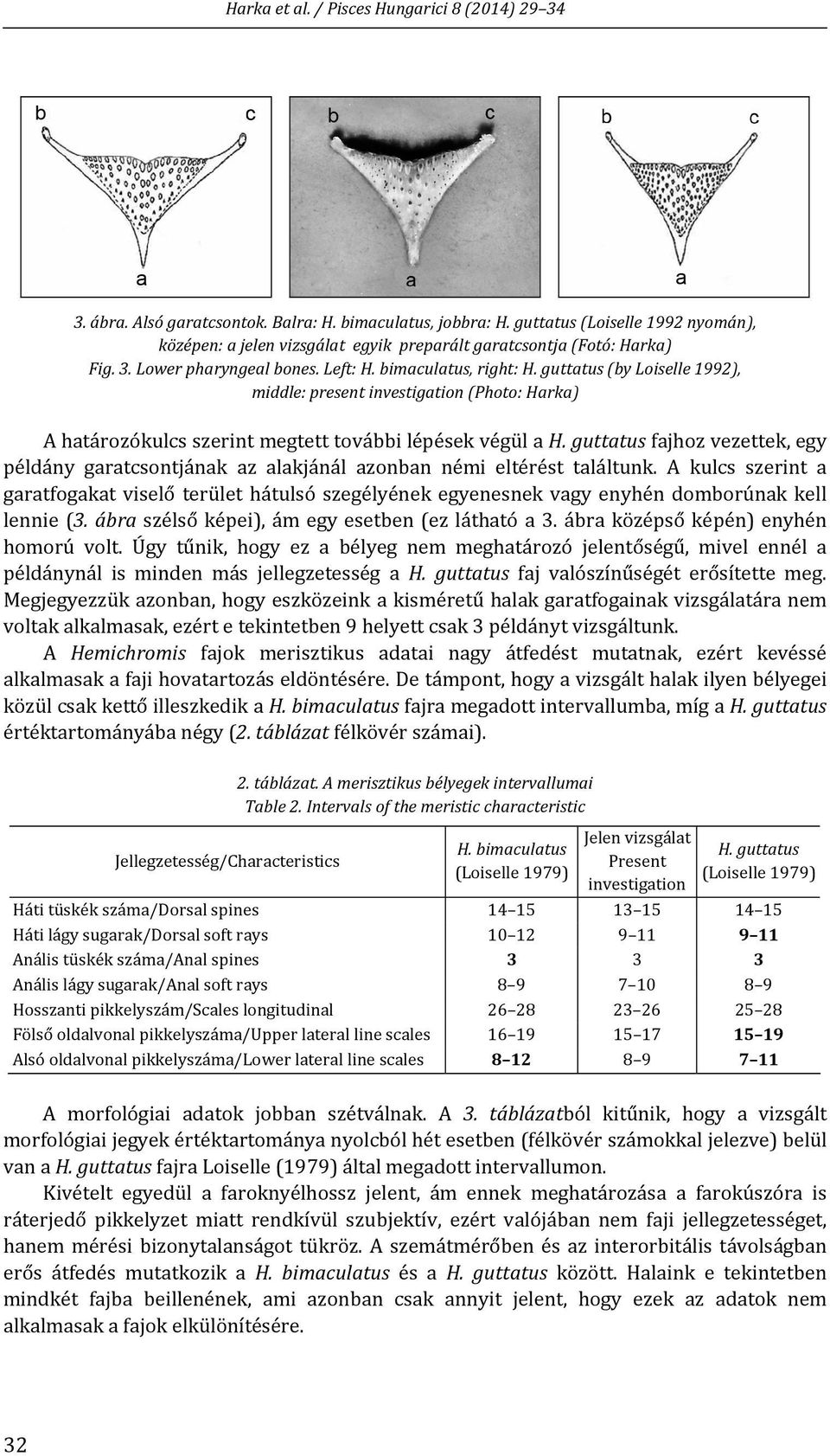 guttatus fajhoz vezettek, egy példány garatcsontjának az alakjánál azonban némi eltérést találtunk.