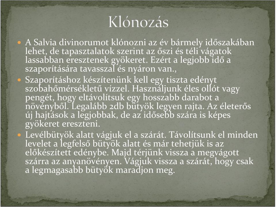 Használjunk éles ollót vagy pengét, hogy eltávolítsuk egy hosszabb darabot a növényből. Legalább 2db bütyök legyen rajta.