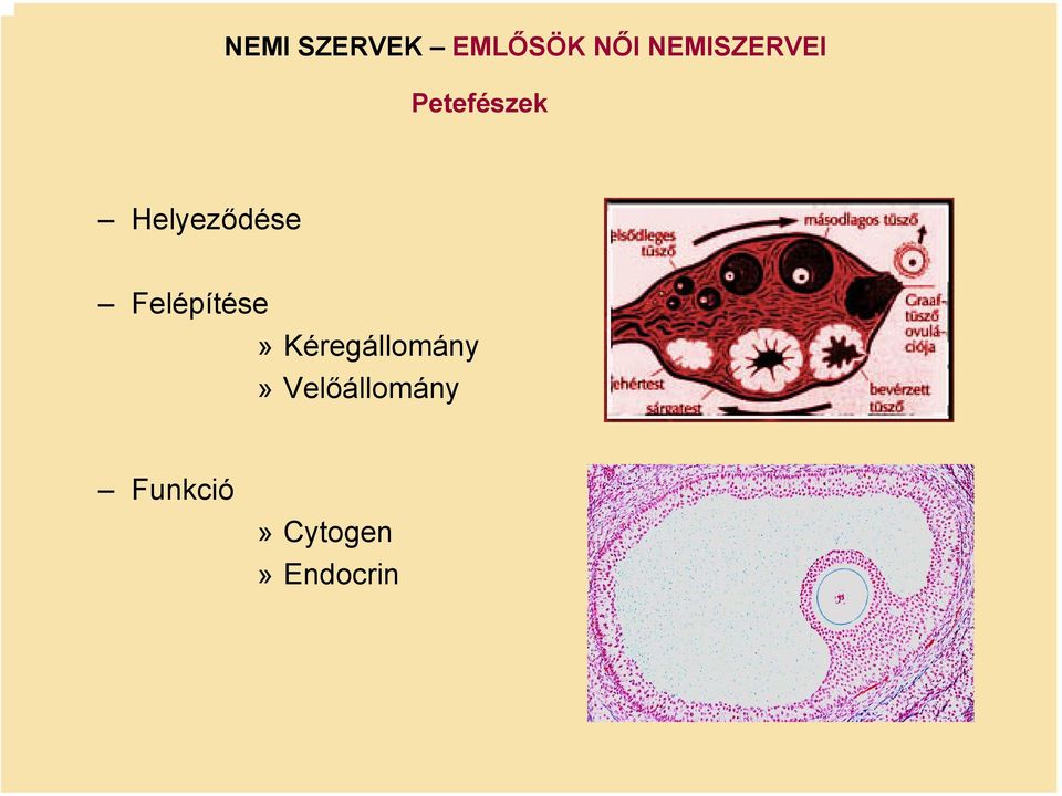 Helyeződése Felépítése»