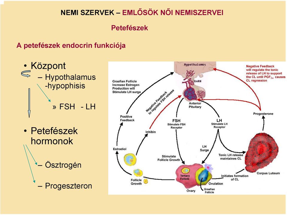 Hypothalamus -hypophisis»fsh -LH