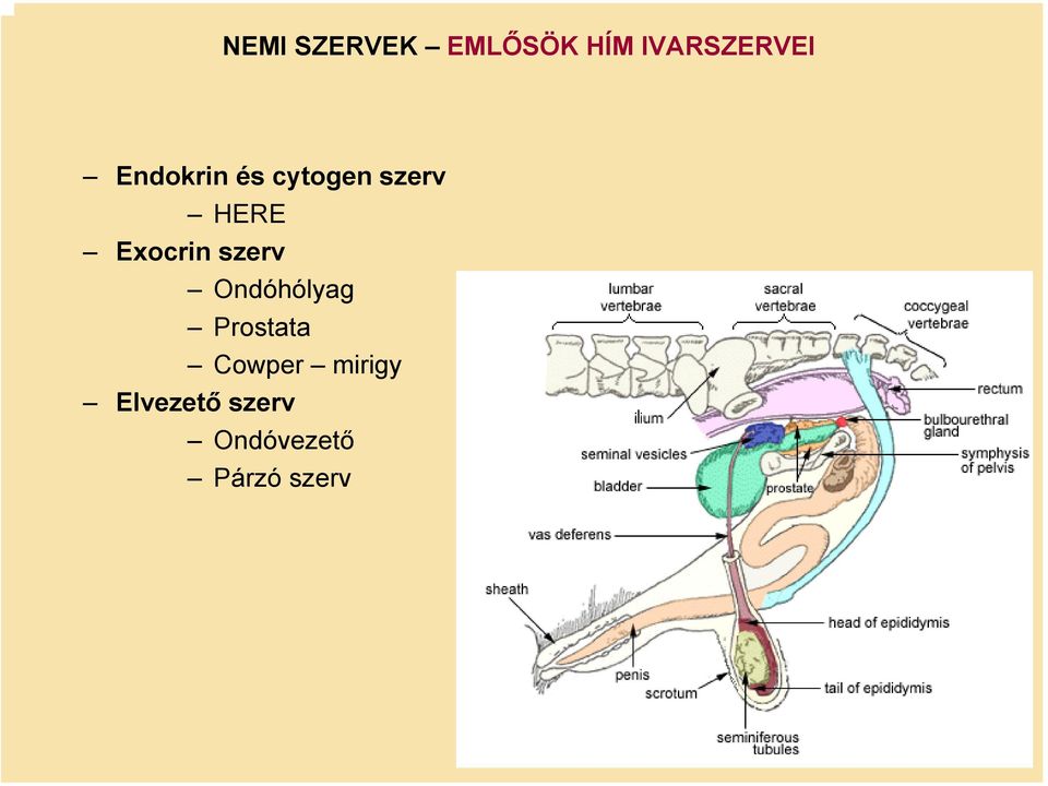 szerv Ondóhólyag Prostata Cowper