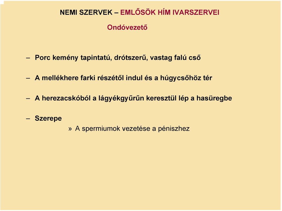 részétől indul és a húgycsőhöz tér A herezacskóból a