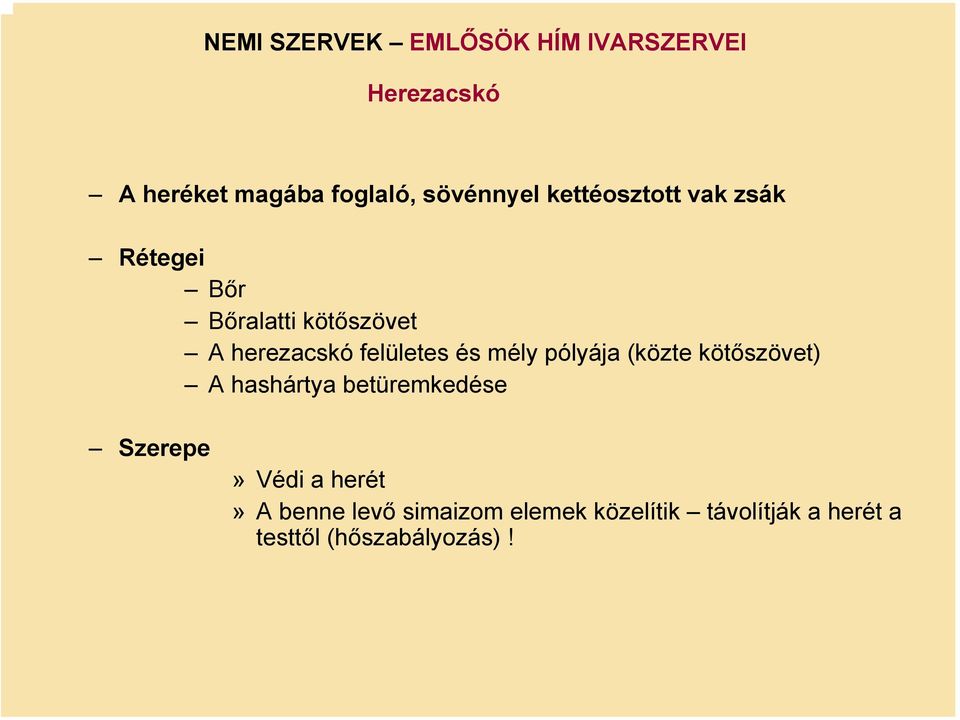 felületes és mély pólyája (közte kötőszövet) A hashártya betüremkedése Szerepe»