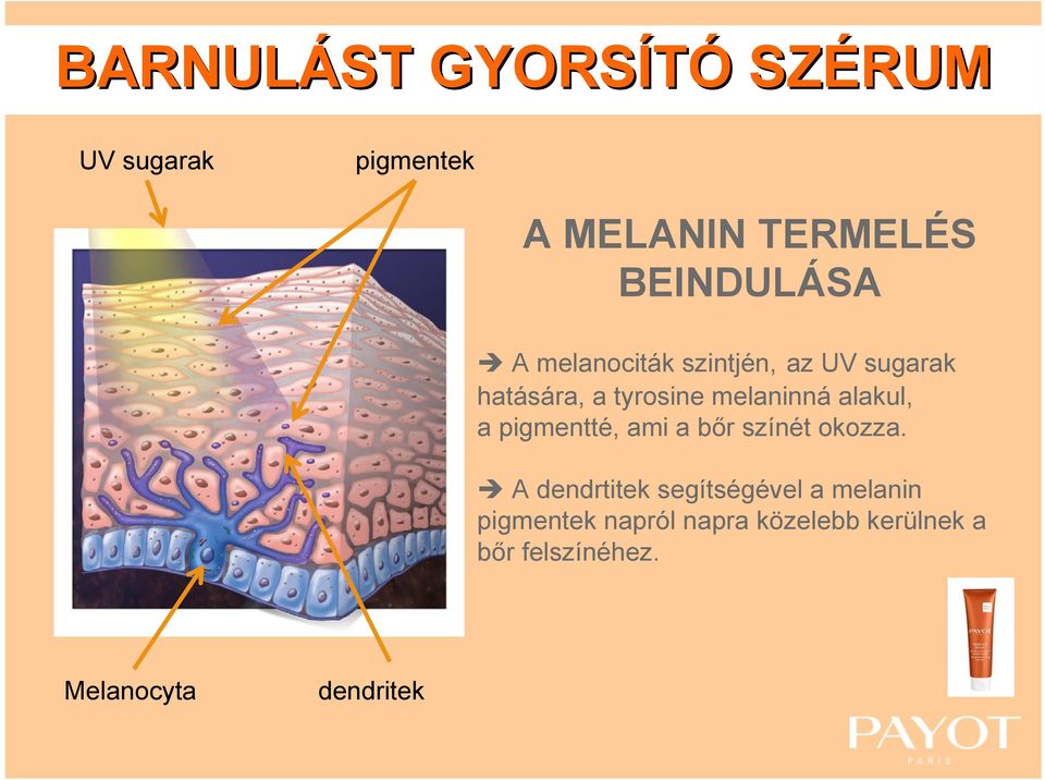 a pigmentté, ami a bőr színét okozza.