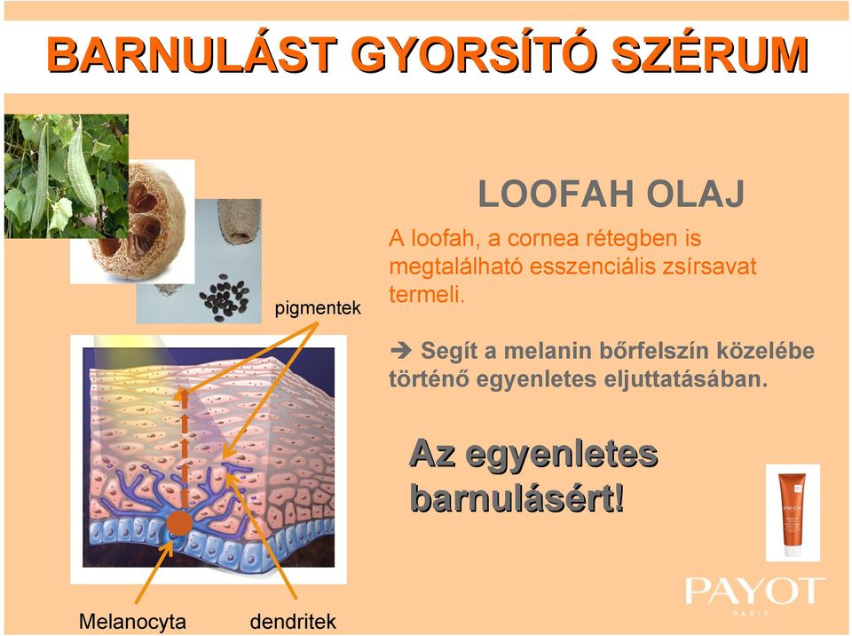 esszenciális zsírsavat termeli.