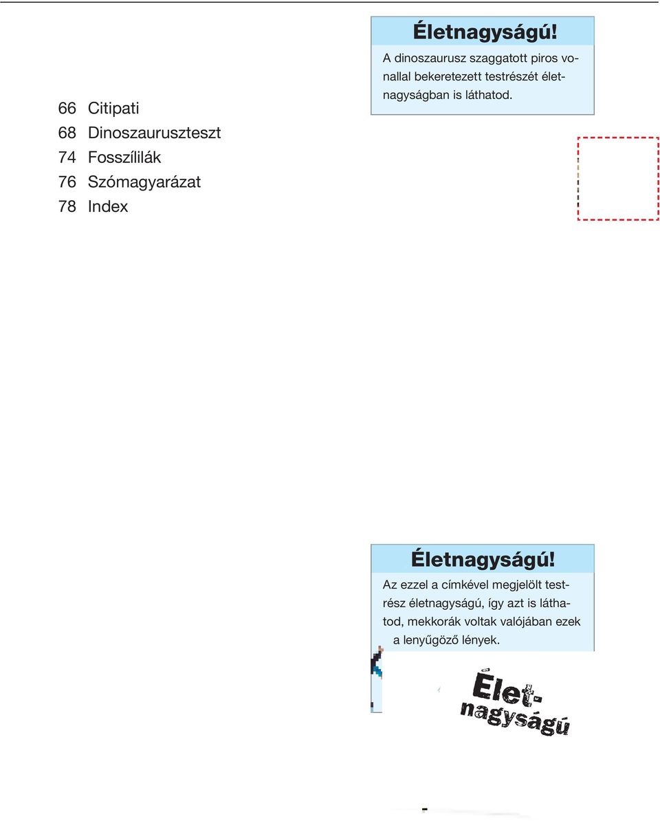 dinoszaurusz szaggatott piros vonallal bekeretezett testrészét életnagyságban is