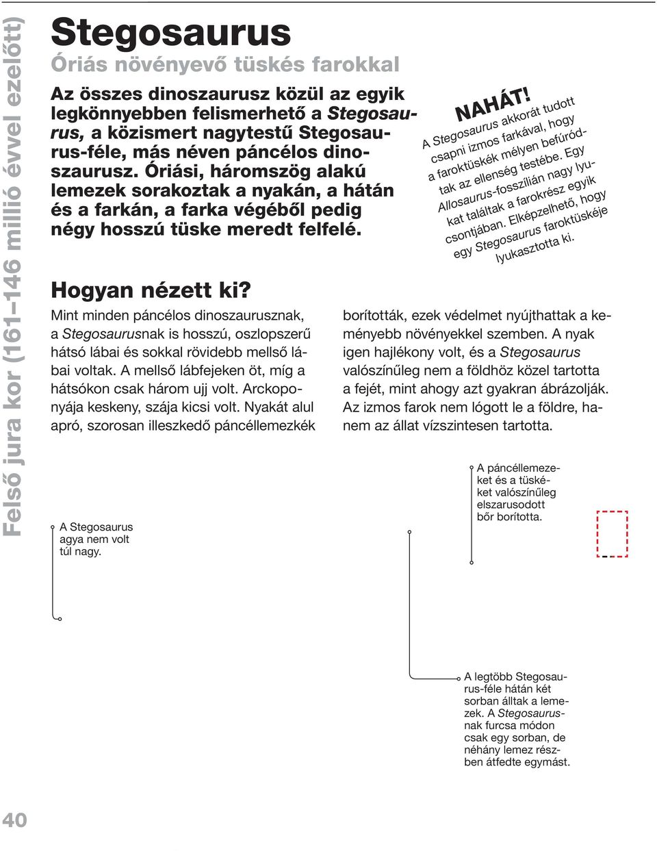 Hogyan nézett ki? Mint minden páncélos dinoszaurusznak, a Stegosaurusnak is hosszú, oszlopszerû hátsó lábai és sokkal rövidebb mellsô lábai voltak.