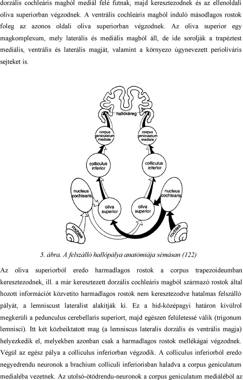 Az oliva superior egy magkomplexum, mely laterális és mediális magból áll, de ide sorolják a trapéztest mediális, ventrális és laterális magját, valamint a környezo úgynevezett perioliváris sejteket