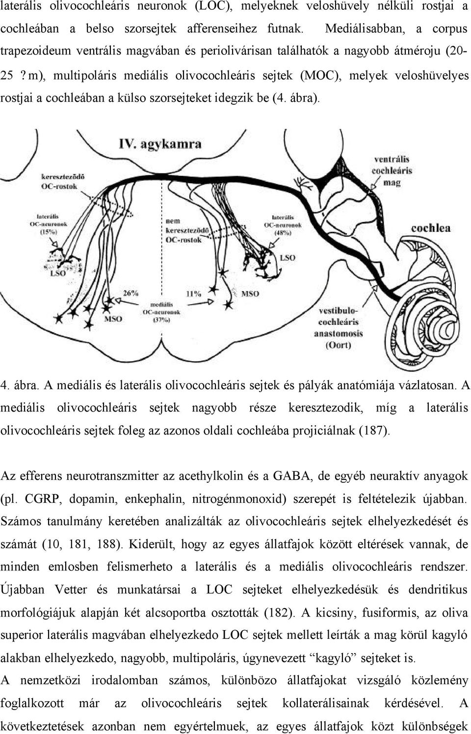 m), multipoláris mediális olivocochleáris sejtek (MOC), melyek veloshüvelyes rostjai a cochleában a külso szorsejteket idegzik be (4. ábra)