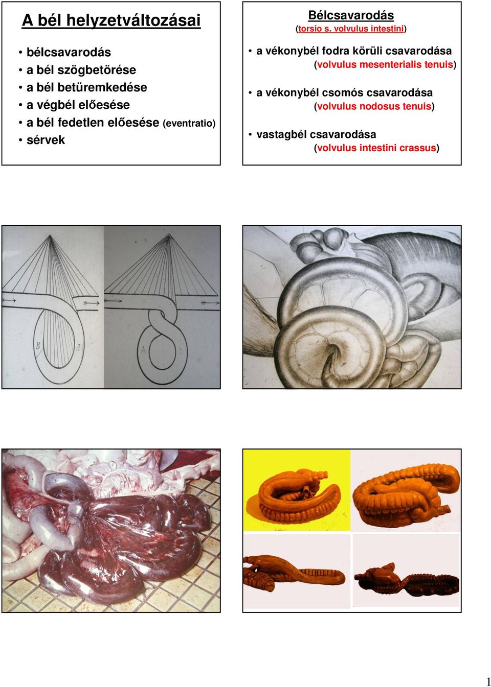 volvulus intestini) a vékonybél fodra körüli csavarodása (volvulus mesenterialis tenuis) a