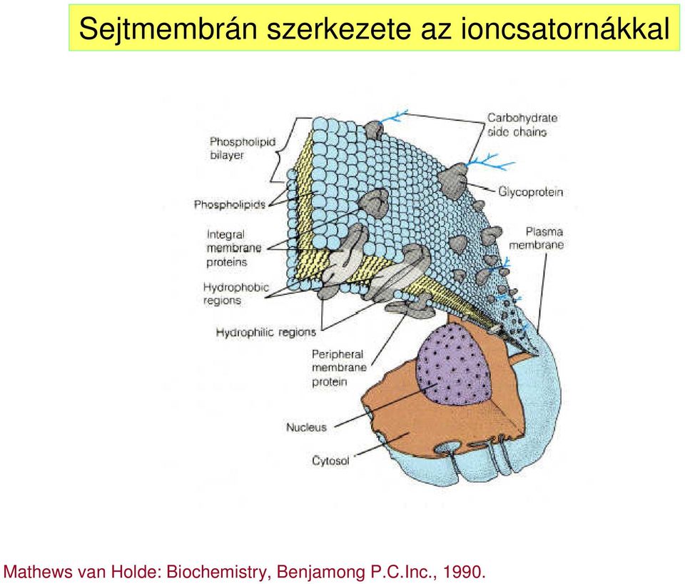 Mathews van Holde: