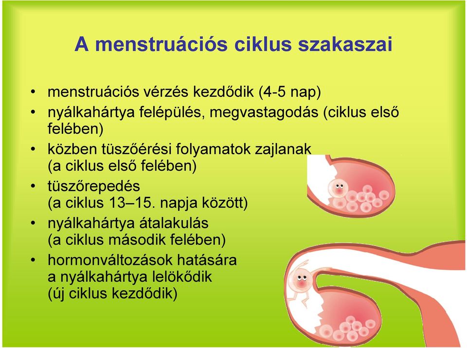 ciklus első felében) tüszőrepedés (a ciklus 13 15.