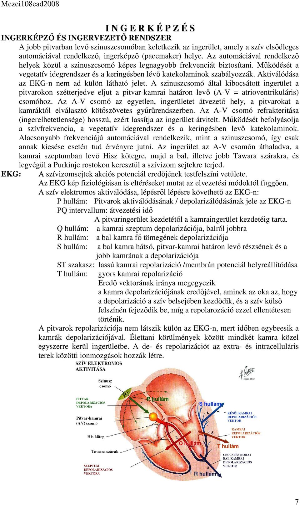 Aktiválódása az EKG-n nem ad külön látható jelet. A szinuszcsomó által kibocsátott ingerület a pitvarokon szétterjedve eljut a pitvar-kamrai határon levő (A-V = atrioventrikuláris) csomóhoz.