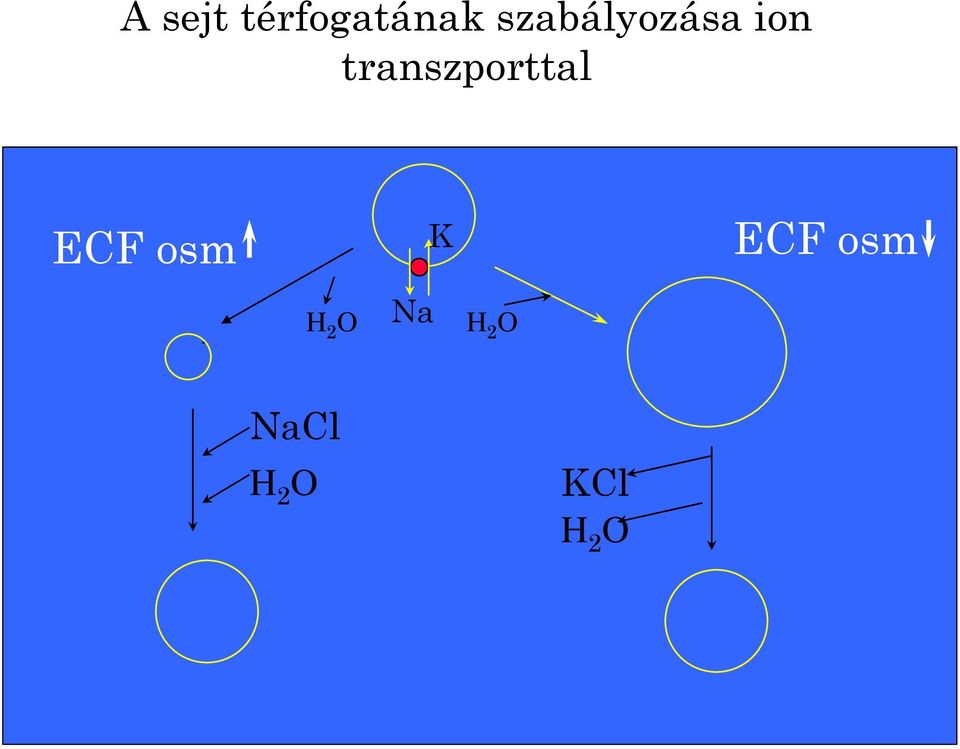 transzporttal ECF osm H 2