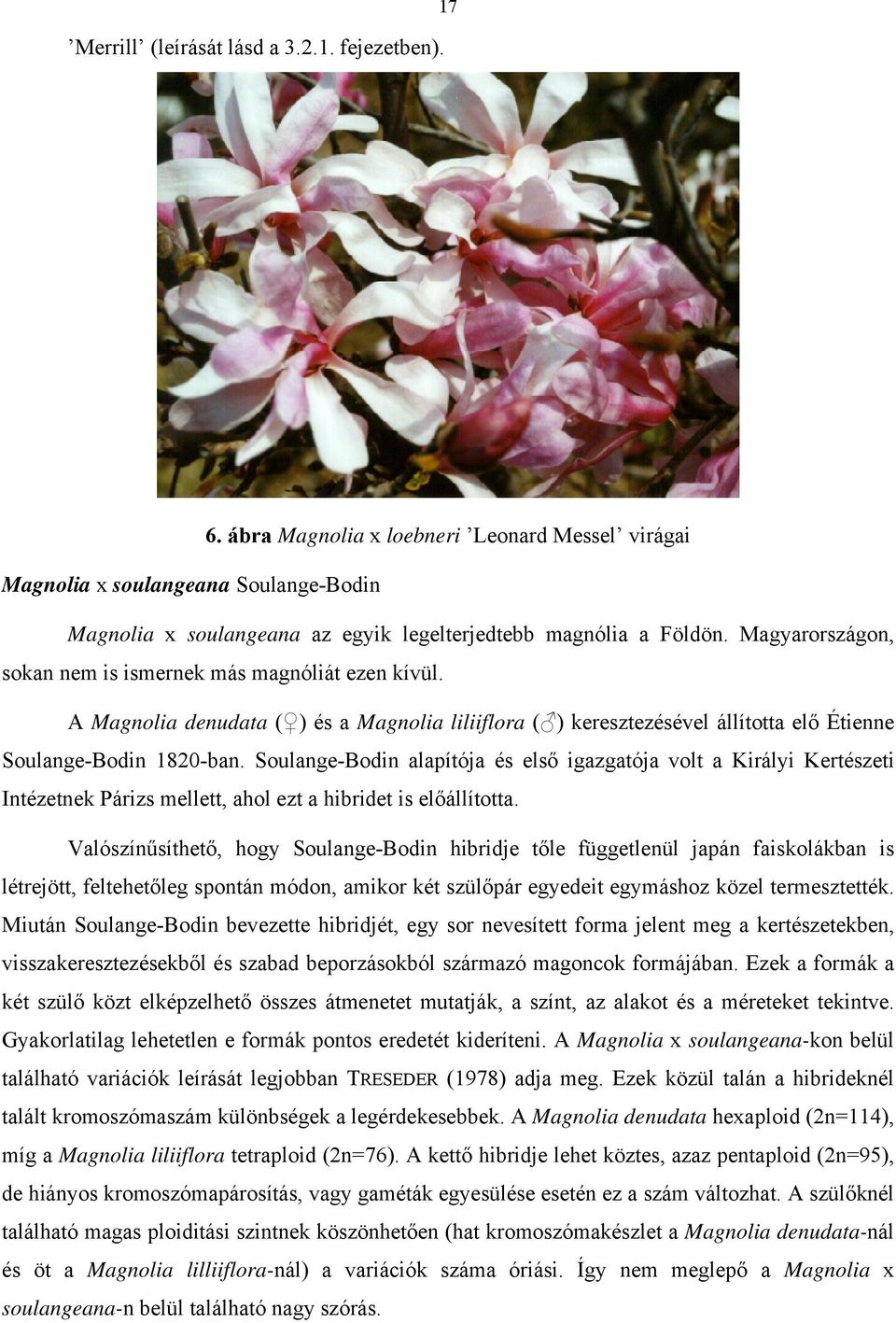 Magyarországon, sokan nem is ismernek más magnóliát ezen kívül. A Magnolia denudata ( ) és a Magnolia liliiflora ( ) keresztezésével állította elő Étienne Soulange-Bodin 1820-ban.