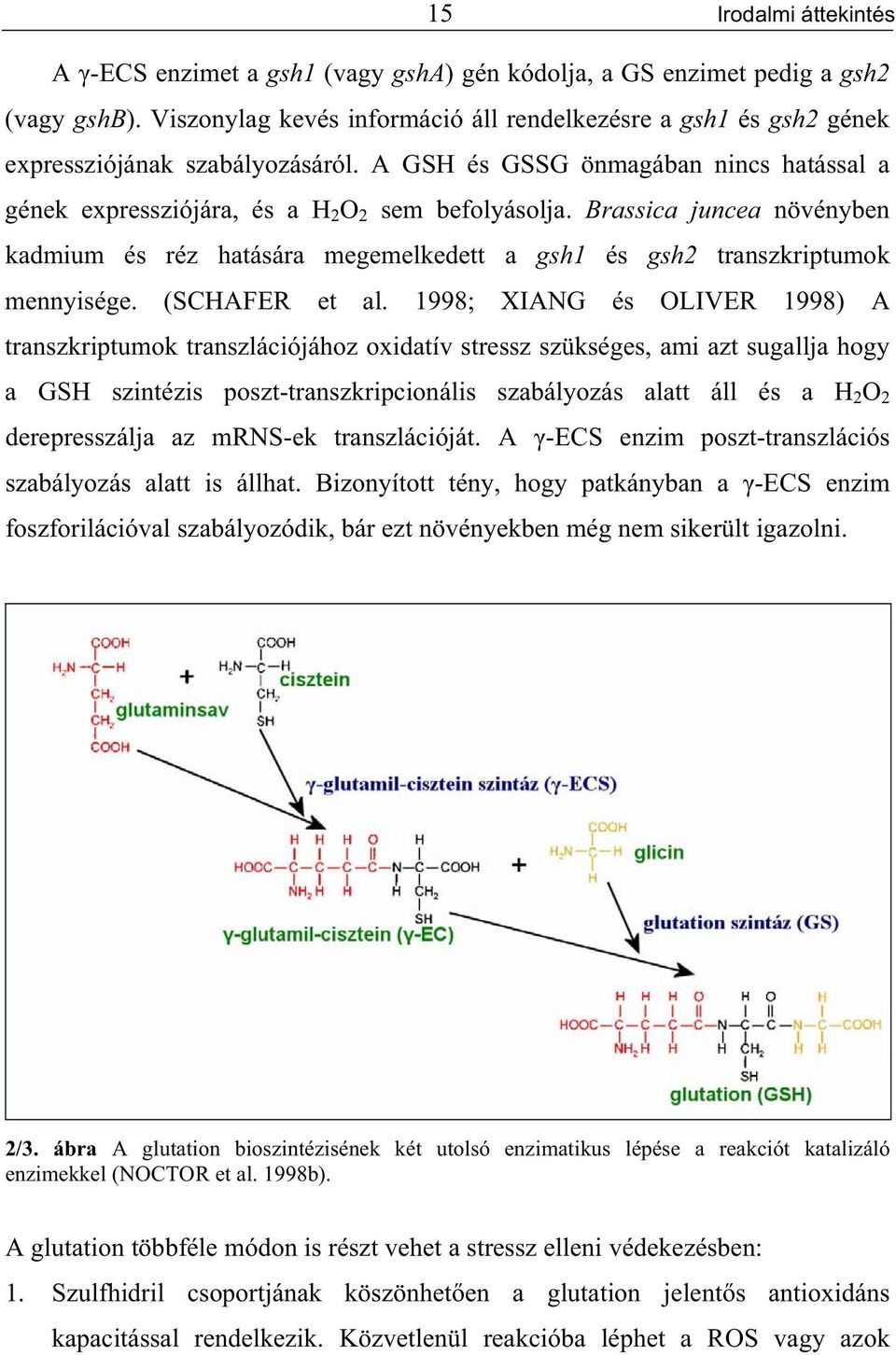 Brassica juncea növényben kadmium és réz hatására megemelkedett a gsh1 és gsh2 transzkriptumok mennyisége. (SCHAFER et al.