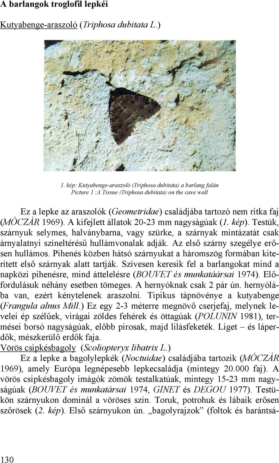 1969). A kifejlett állatok 20-23 mm nagyságúak (1. kép). Testük, szárnyuk selymes, halványbarna, vagy szürke, a szárnyak mintázatát csak árnyalatnyi színeltérésű hullámvonalak adják.