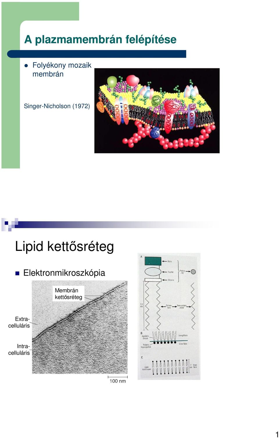 Lipid kettősréteg Elektronmikroszkópia