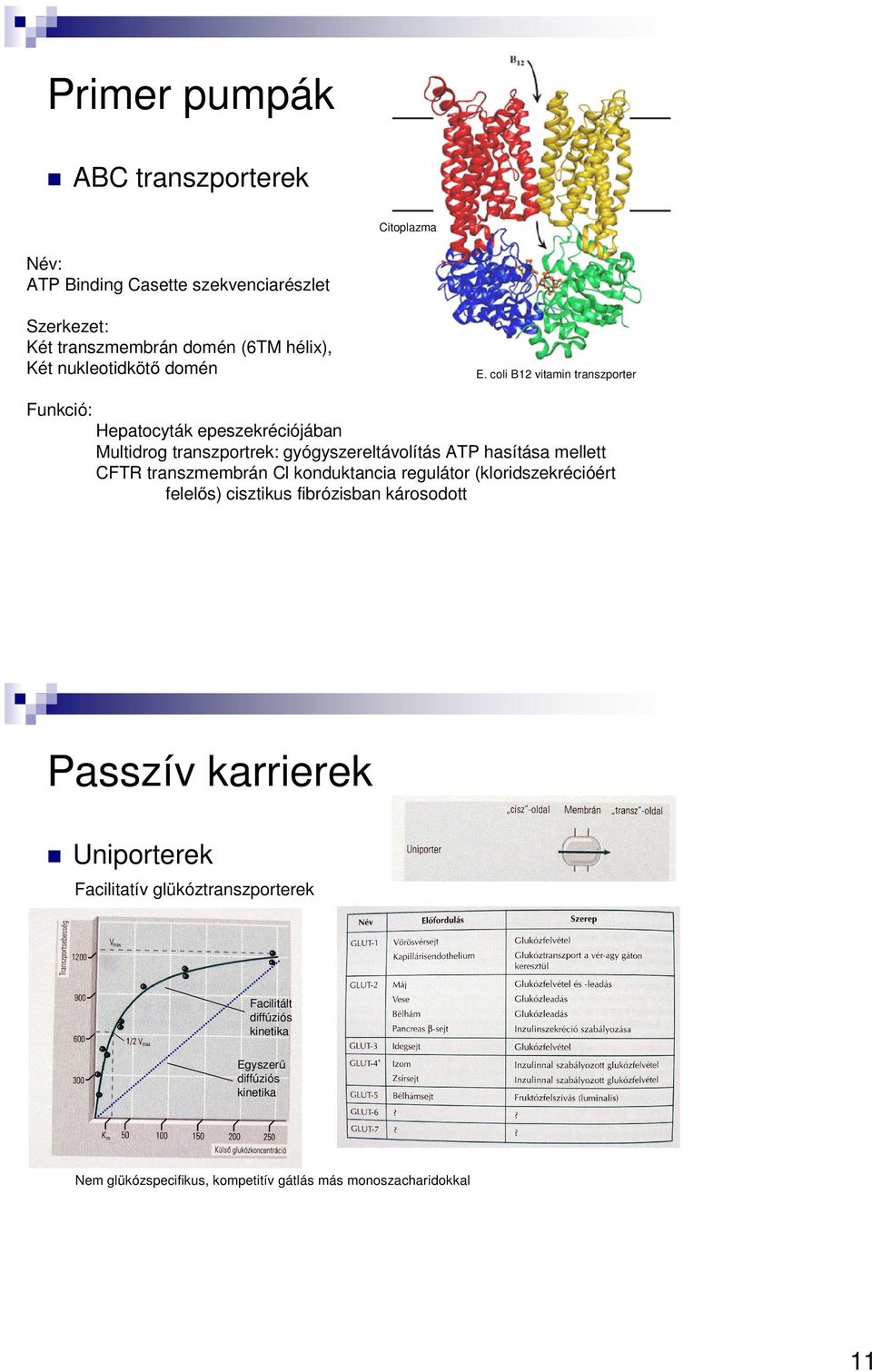 coli B12 vitamin transzporter Funkció: Hepatocyták epeszekréciójában Multidrog transzportrek: gyógyszereltávolítás ATP hasítása mellett CFTR