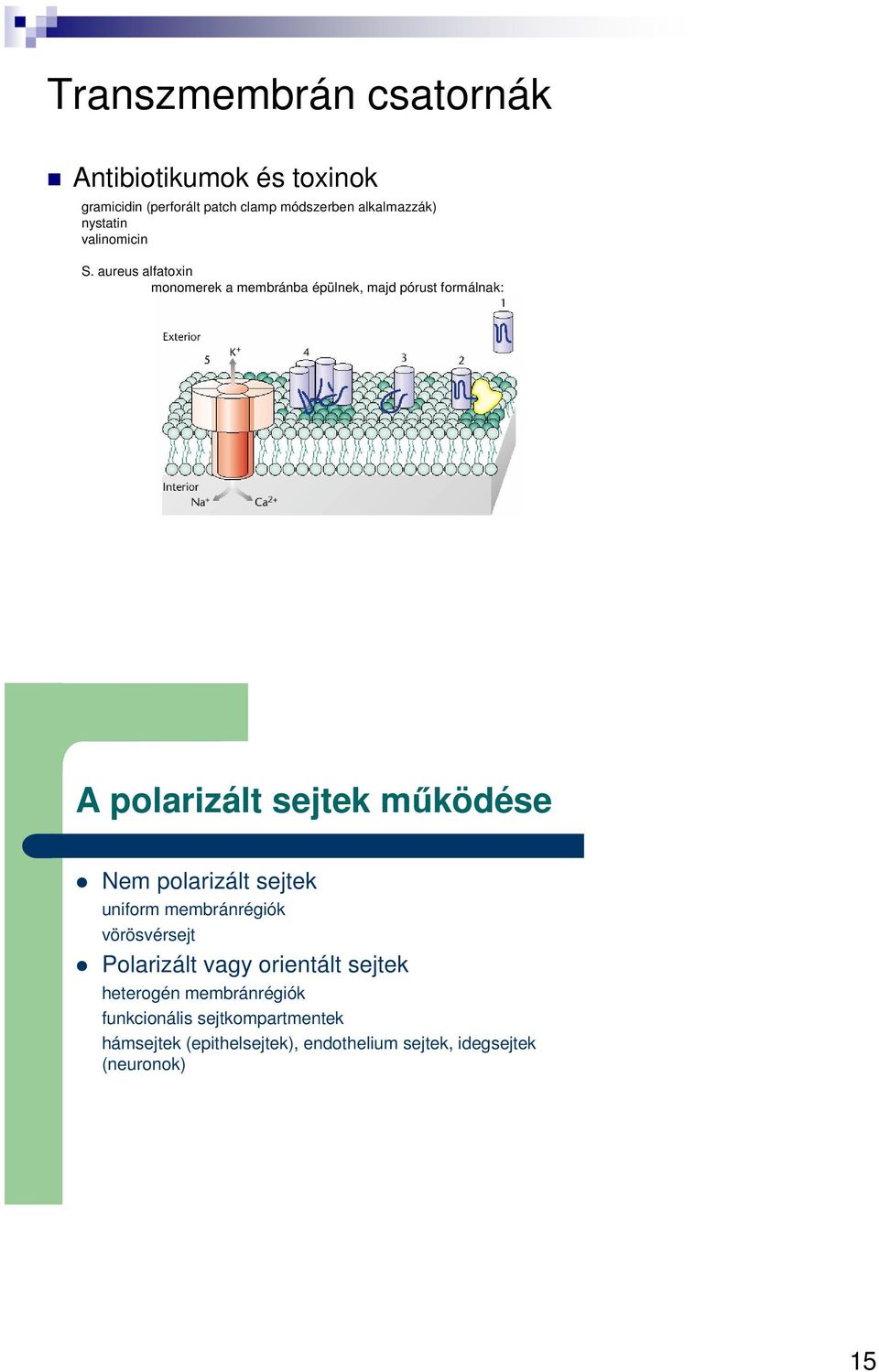 aureus alfatoxin monomerek a membránba épülnek, majd pórust formálnak: A polarizált sejtek működése Nem