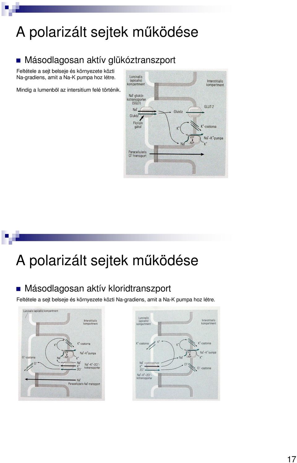 Mindig a lumenből az intersitium felé történik.