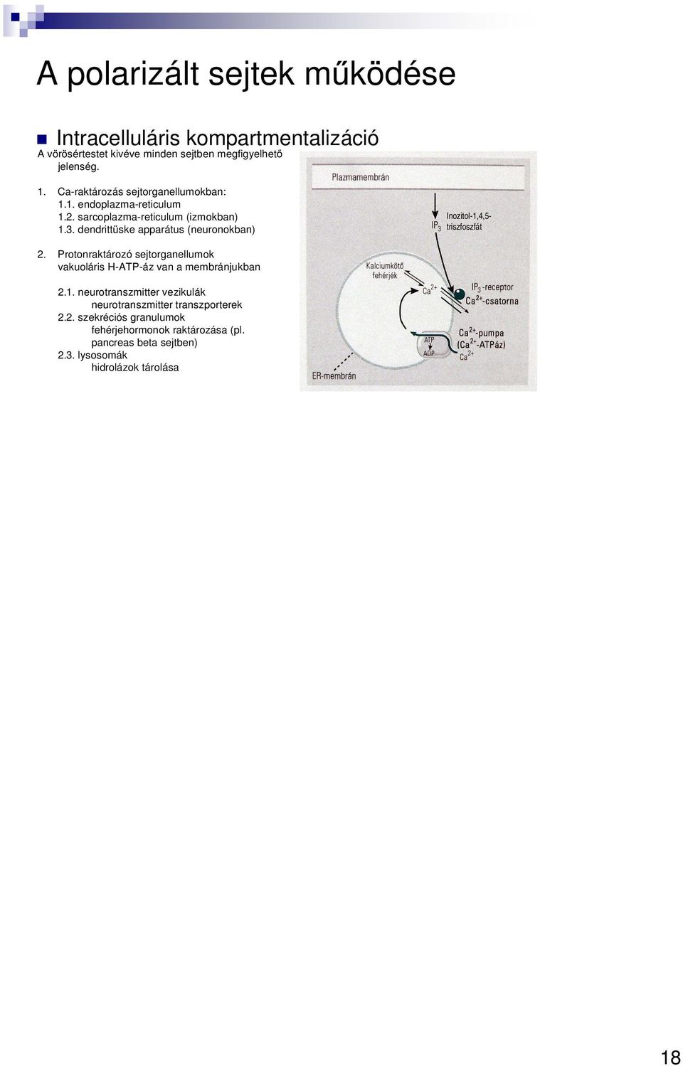 dendrittüske apparátus (neuronokban) Inozitol-1,4,5- triszfoszfát 2.