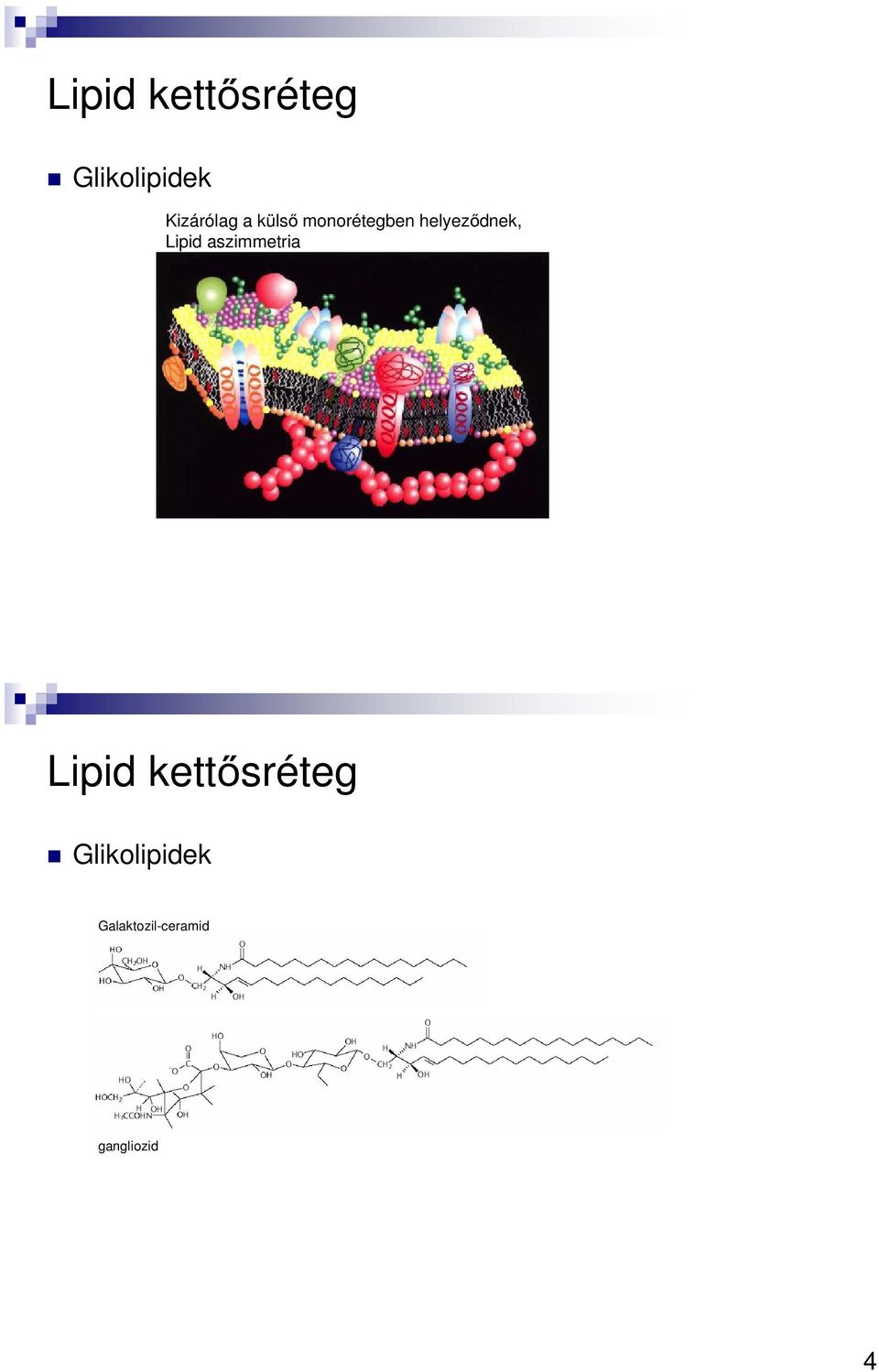 helyeződnek, Lipid aszimmetria 