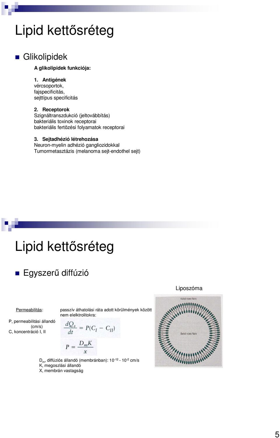 Sejtadhézió létrehozása Neuron-myelin adhézió gangliozidokkal Tumormetasztázis (melanoma sejt-endothel sejt) Lipid kettősréteg Egyszerű diffúzió Liposzóma