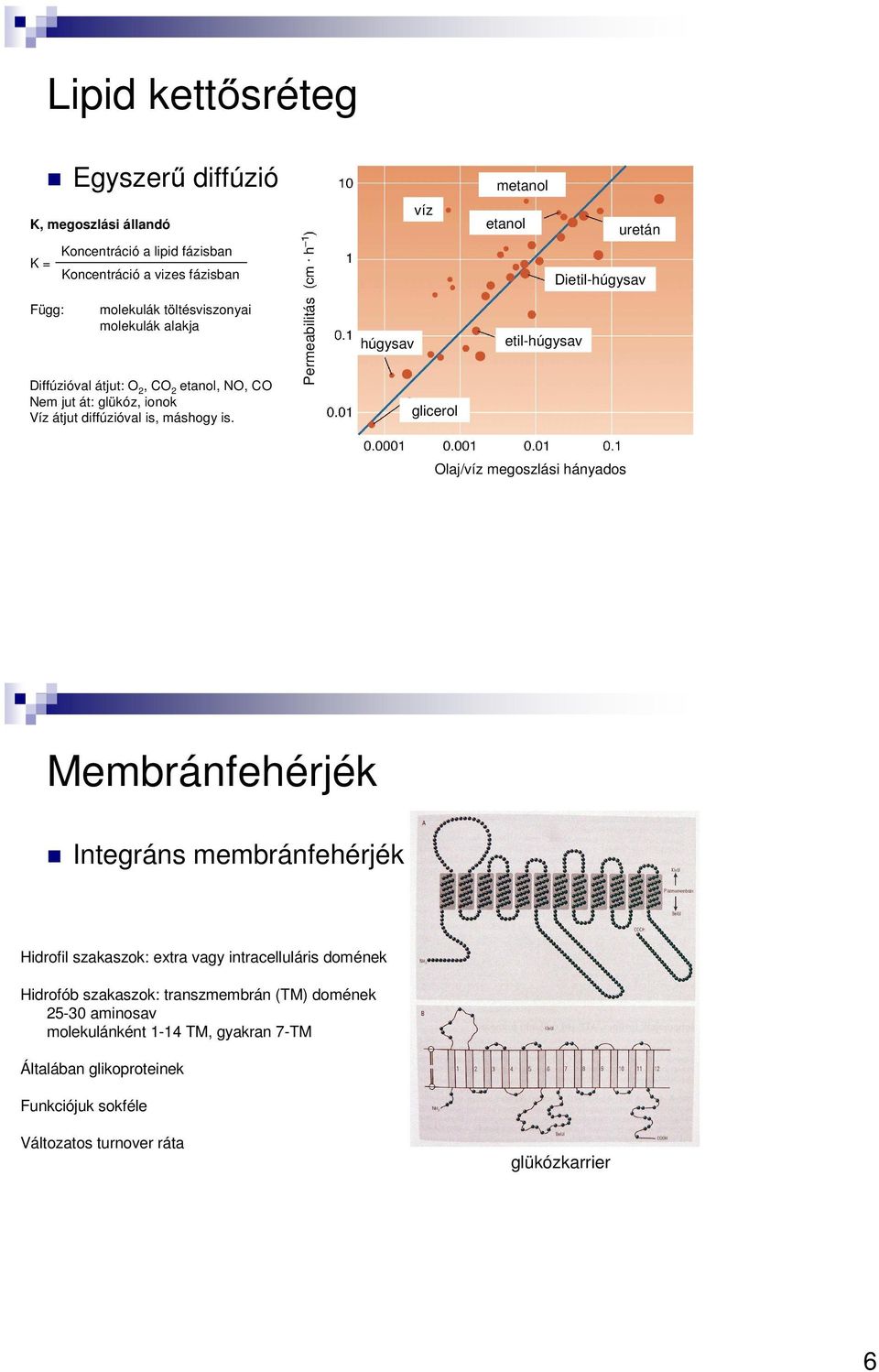 Permeabilitás húgysav glicerol etil-húgysav Olaj/víz megoszlási hányados Membránfehérjék Integráns membránfehérjék Hidrofil szakaszok: extra vagy intracelluláris