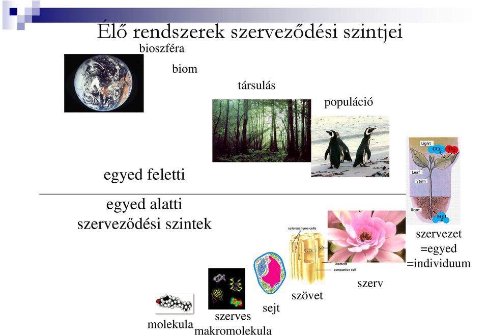 alatti szerveződési szintek sejt szerves