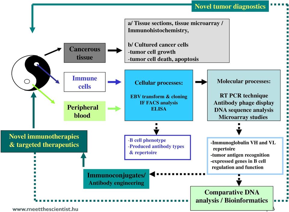 sequence analysis Microarray studies Novel immunotherapies & targeted therapeutics Immunoconjugates/ Antibody engineering -B cell phenotype -Produced antibody types & repertoire