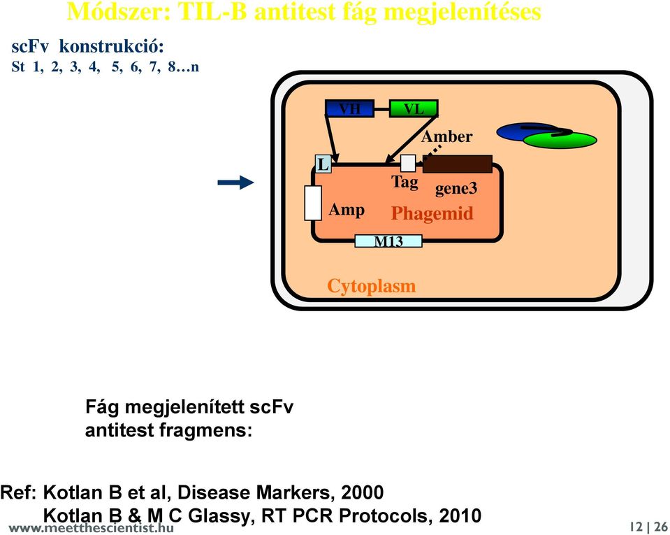 Coli bacteria Fág megjelenített scfv antitest fragmens: Ref: Kotlan B et al,