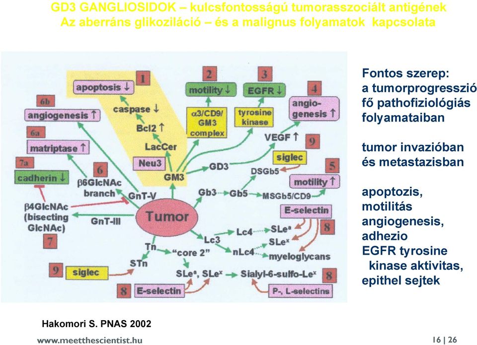 folyamataiban tumor invazióban és metastazisban apoptozis, motilitás angiogenesis, adhezio