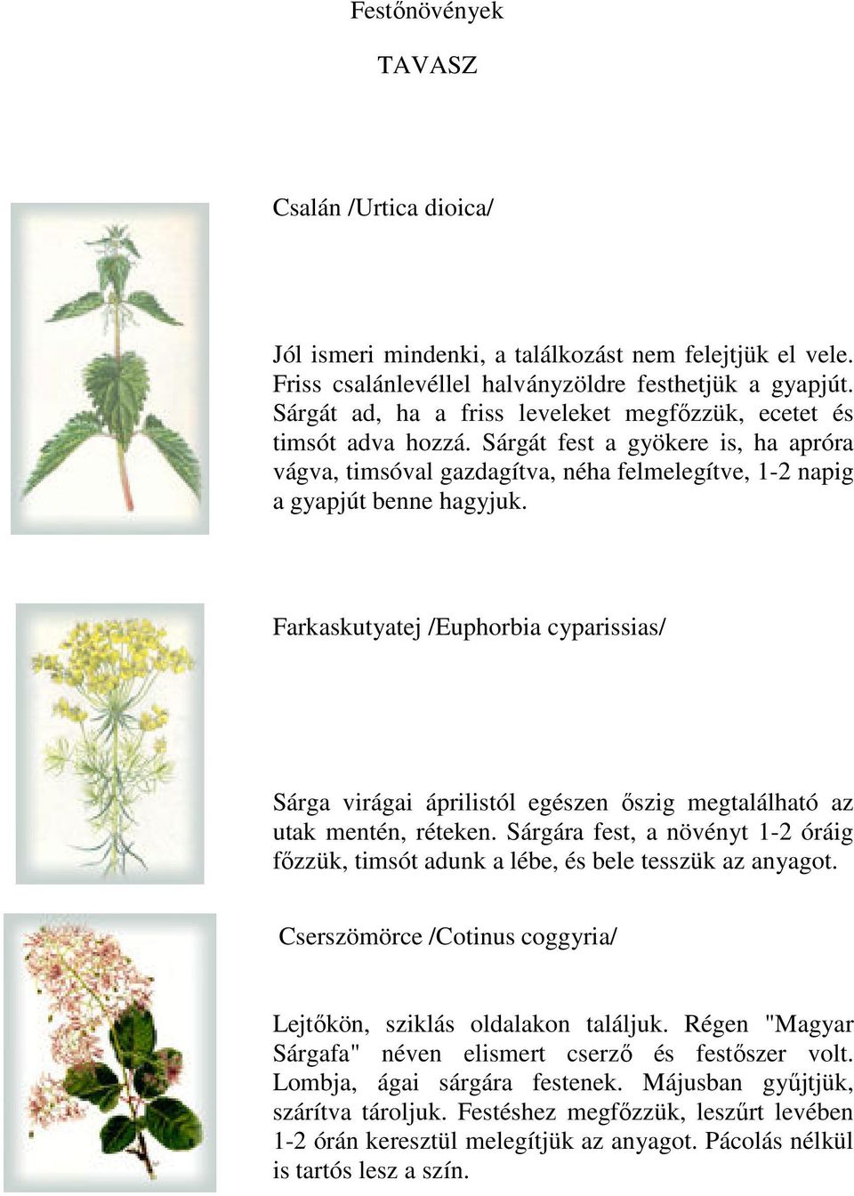 Farkaskutyatej /Euphorbia cyparissias/ Sárga virágai áprilistól egészen őszig megtalálható az utak mentén, réteken.