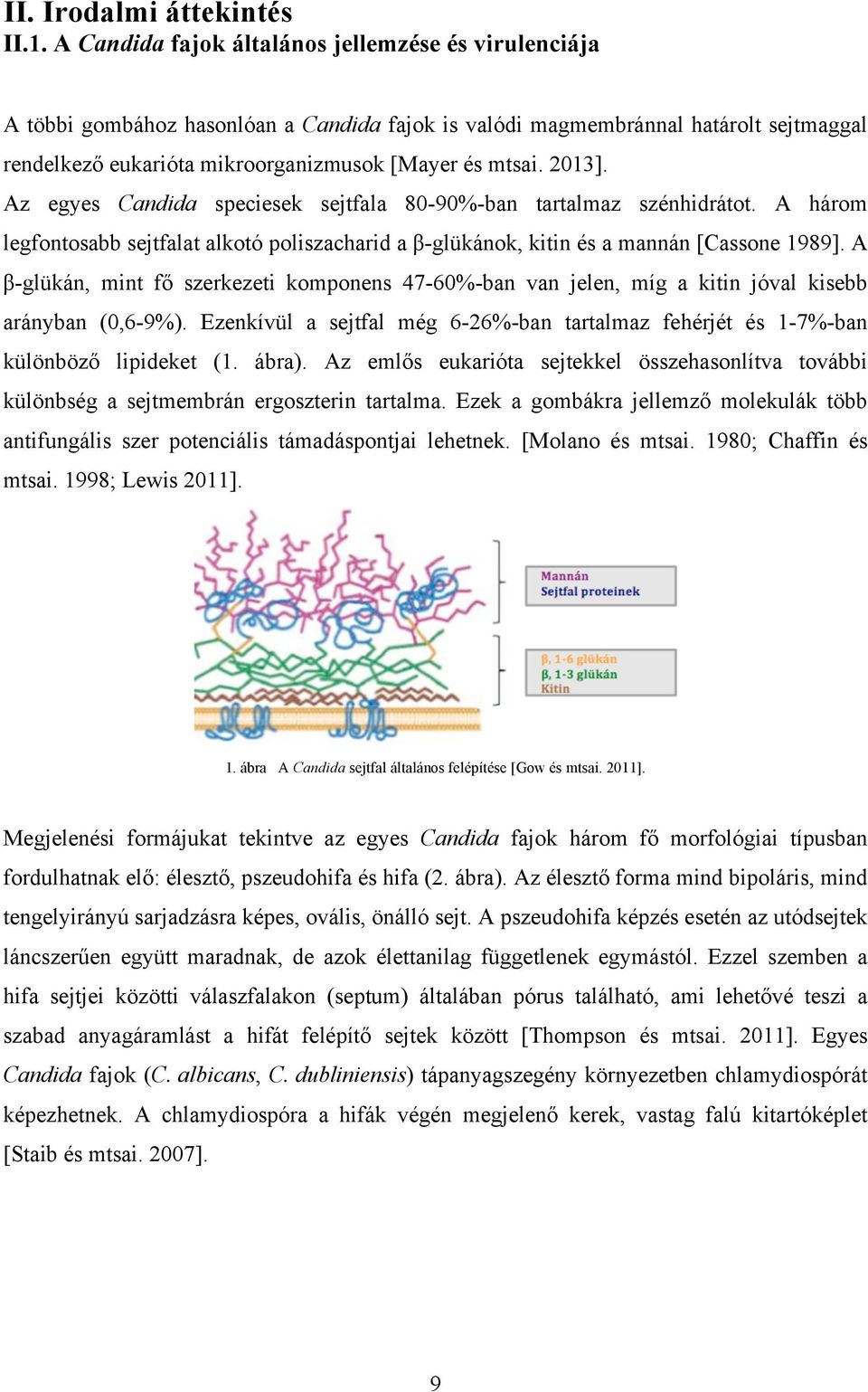 2013]. Az egyes Candida speciesek sejtfala 80-90%-ban tartalmaz szénhidrátot. A három legfontosabb sejtfalat alkotó poliszacharid a β-glükánok, kitin és a mannán [Cassone 1989].