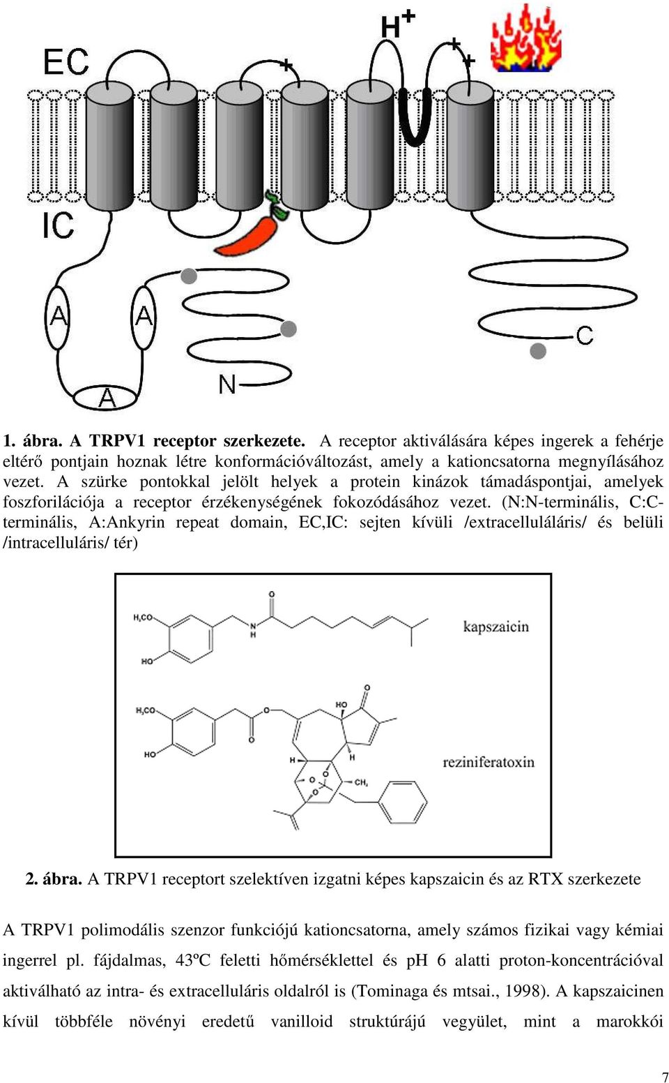 (N:N-terminális, C:Cterminális, A:Ankyrin repeat domain, EC,IC: sejten kívüli /extracelluláláris/ és belüli /intracelluláris/ tér) 2. ábra.