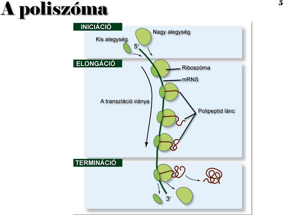 ELONGÁCIÓ Riboszóma mrns A