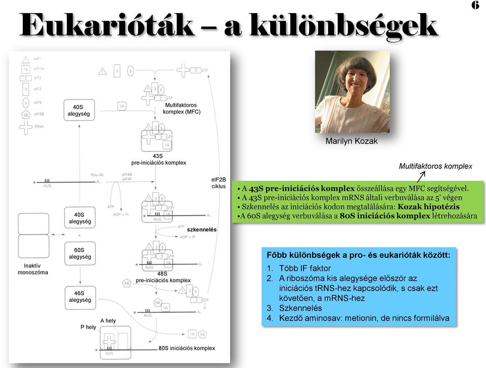 A 43S pre-iniciációs komplex mrns általi verbuválása az 5 végen Szkennelés az iniciációs kodon megtalálására: Kozak hipotézis A 60S alegység verbuválása a 80S iniciációs komplex