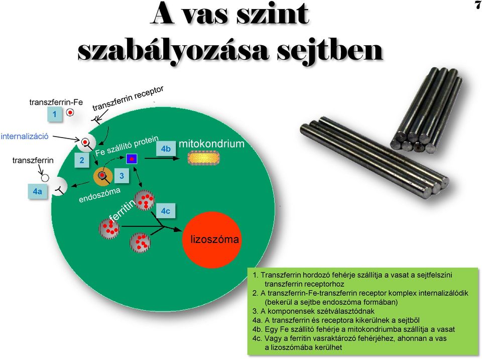 A transzferrin-fe-transzferrin receptor komplex internalizálódik (bekerül a sejtbe endoszóma formában) 3.