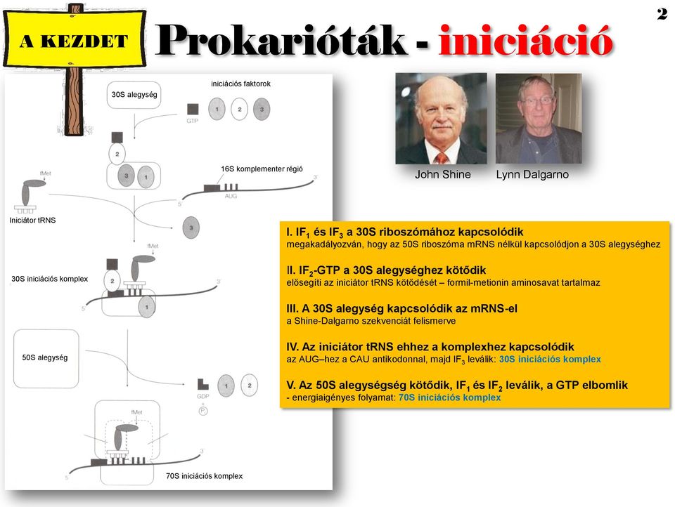 IF 2 -GTP a 30S alegységhez kötődik elősegíti az iniciátor trns kötődését formil-metionin aminosavat tartalmaz III.