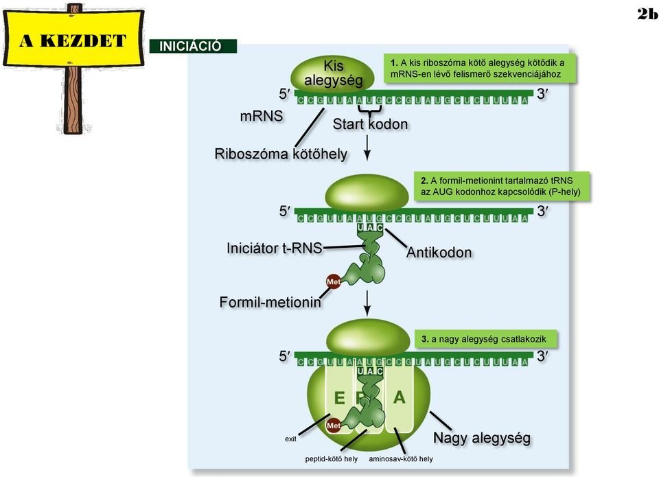Riboszóma kötőhely Iniciátor t-rns 2.