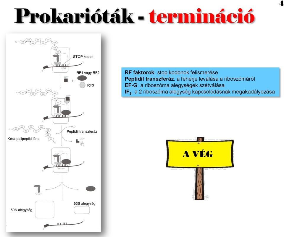 riboszóma alegységek szétválása IF 3 : a 2 riboszóma alegység kapcsolódásnak